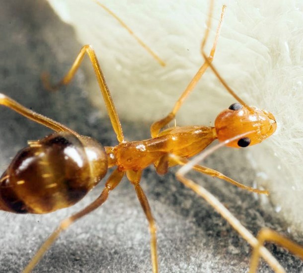 Adult Anoplolepis gracilipes (yellow crazy ant); adult at sugar bait.