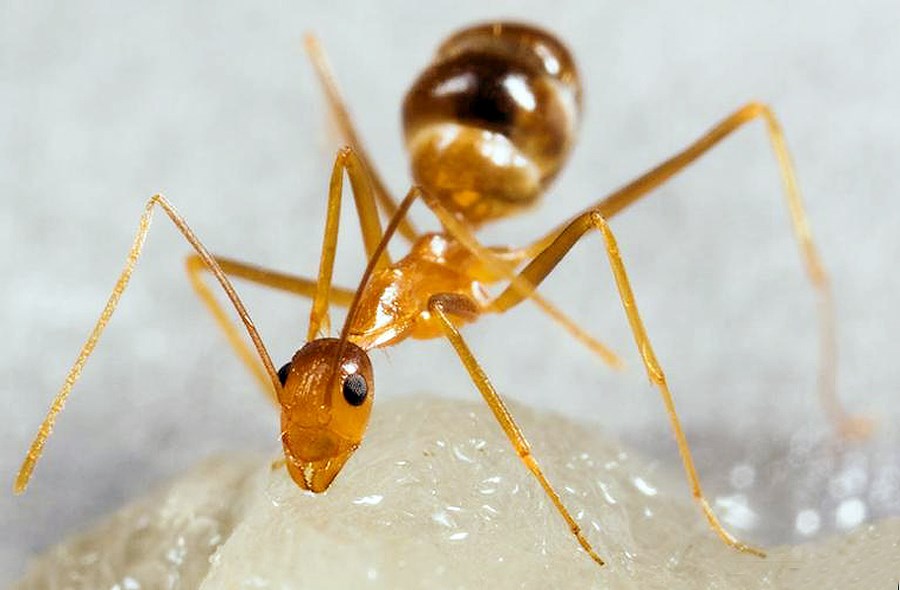 Adult Anoplolepis gracilipes (yellow crazy ant); adult at sugar bait.