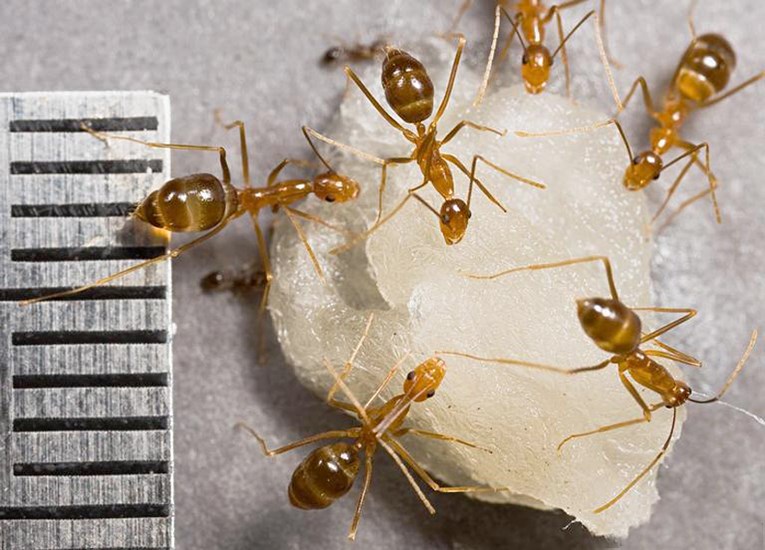 Adult Anoplolepis gracilipes (yellow crazy ant); adults at sugar bait. Note mm scale.