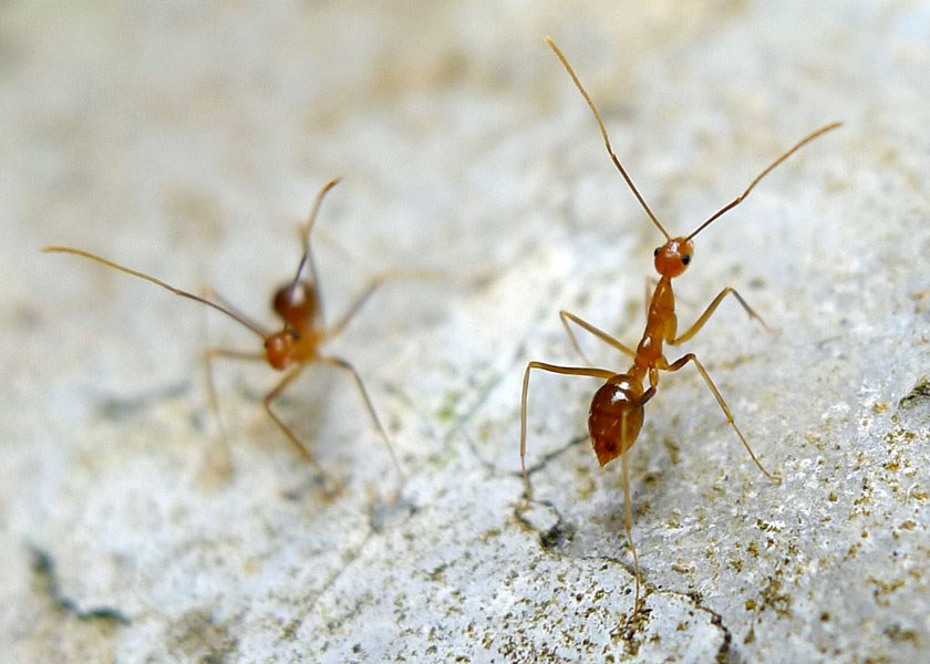 Adults Anoplolepis gracilipes (yellow crazy ant); adults. Poon Saan, Christmas Island, Australia. April 2011.