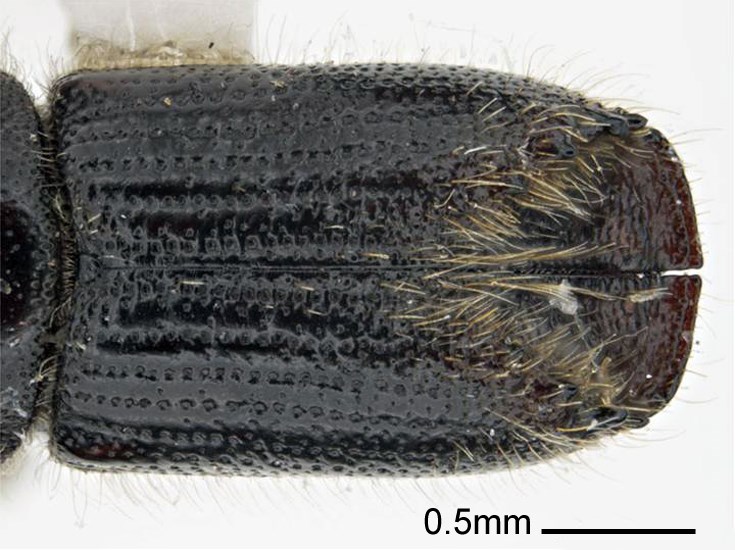 Adult Ips subelongatus (larch bark beetle); adult, dorsal view of elytra. Museum set specimen. Collecting location Russia, Primorskiy Krai.