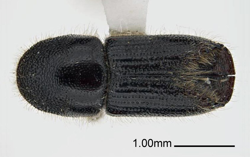 Adult Ips subelongatus (larch bark beetle); adult, dorsal view. Museum set specimen. Collecting location Russia, Primorskiy Krai.
