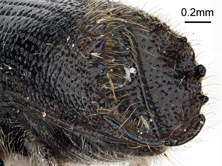 Adult Ips subelongatus (larch bark beetle); adult, lateral view of posterior area. Museum set specimen. Collecting location Russia, Primorskiy Krai.