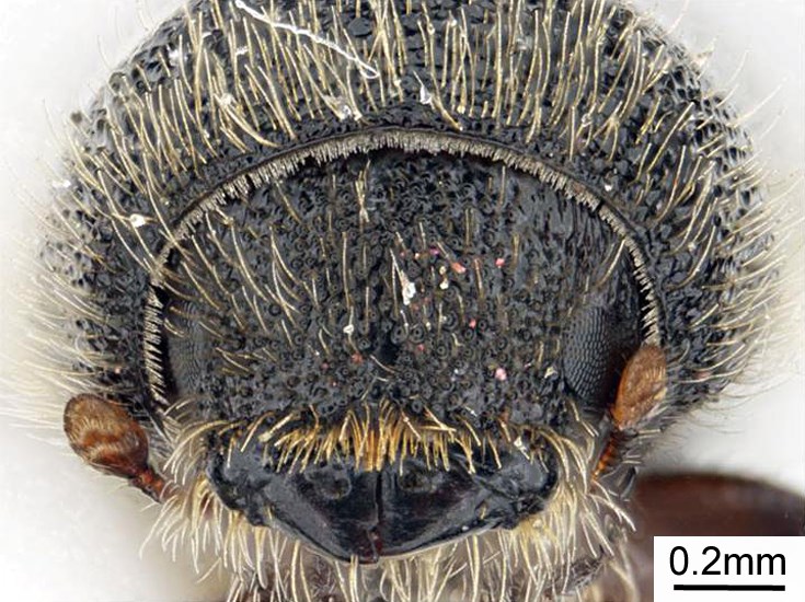 Adult Ips subelongatus (larch bark beetle); adult, anterior view of head capsule. Museum set specimen. Collecting location Russia, Primorskiy Krai.