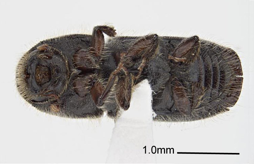 Adult Ips subelongatus (larch bark beetle); adult, ventral view. Museum set specimen. Collecting location Russia, Primorskiy Krai.