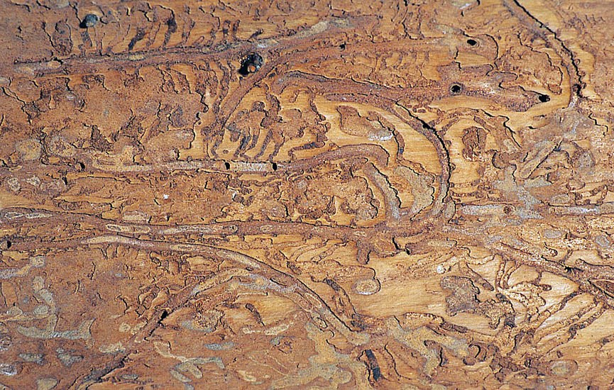 Larval galleries Ips subelongatus (larch bark beetle); larval galleries.
