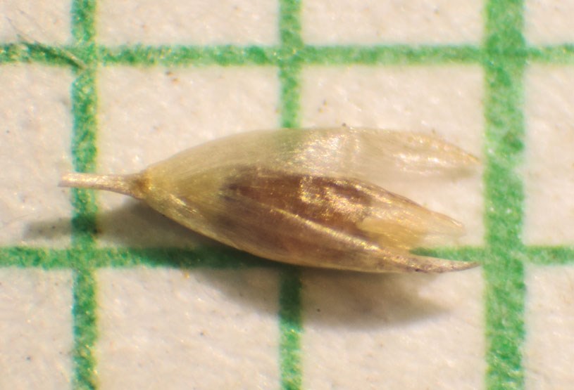 Spikelet Sporobolus pyramidatus (whorled dropseed); single spikelet. Miami-Dade County, Florida, USA. April 2016.