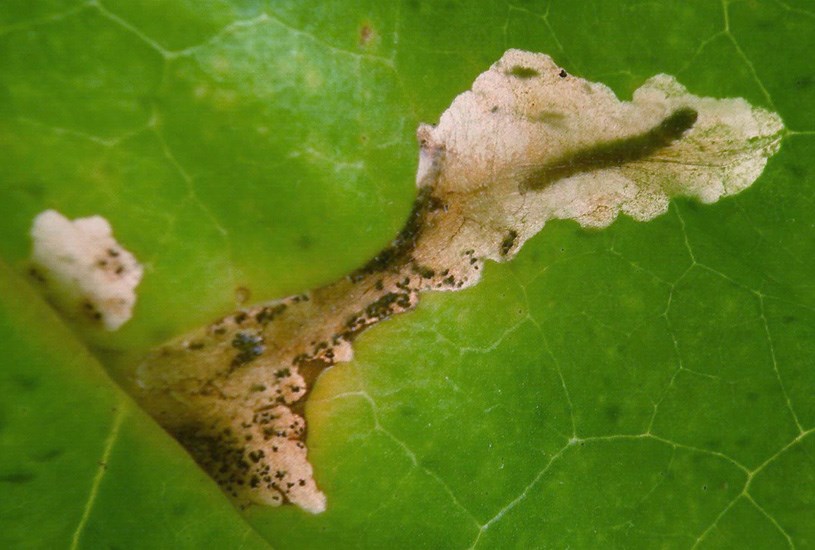 Damage symptoms Phthorimaea operculella (potato tuber moth); damage symptoms, showing final instar larva in a leaf mine on tobacco (Nicotiana tabacum). North Carolina Department of Agriculture, USA.