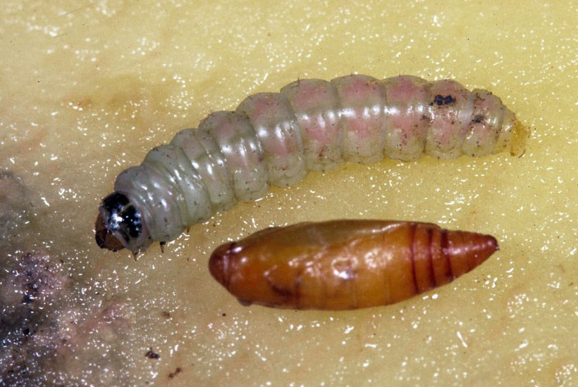 Larva and pupa Phthorimaea operculella (potato tuber moth); final instar larva and, pupa.