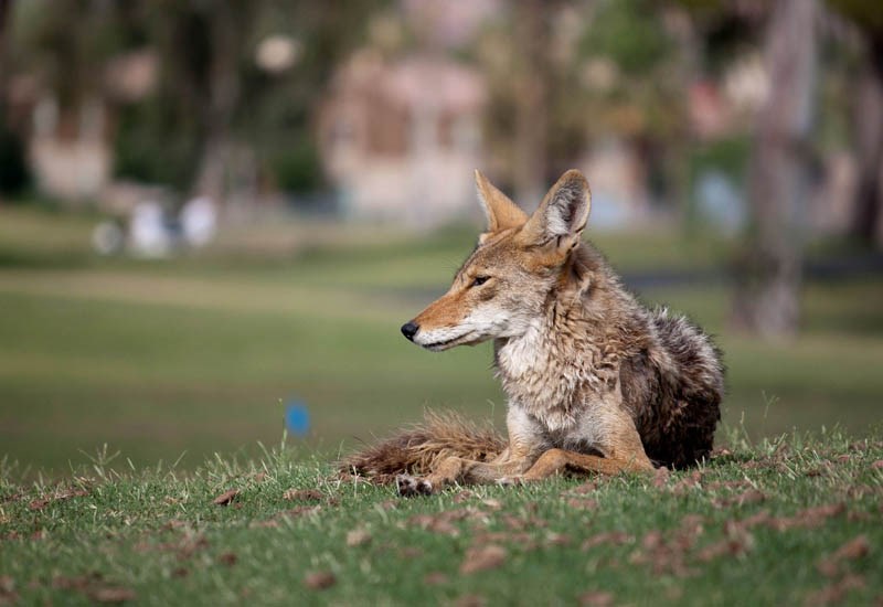 Adult Canis latrans (coyote); adult, loafing in Resort Corridor, Scottsdale, Arizona, USA. June 2011.