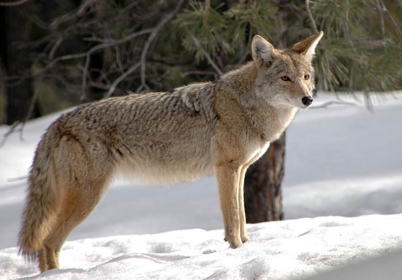 Adult anis latrans (coyote); adult, in snow. South Rim of Grand Canyon National Park, USA. February 2008.