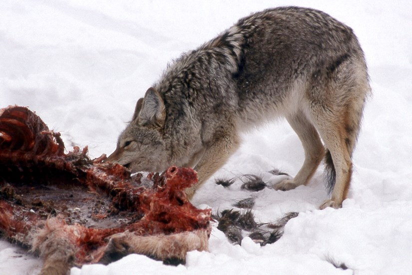 Adult Canis latrans (coyote); adult, feeding on an Elk (Cervus canadensis) carcass. Yellowstone National Park, USA. February 1989.