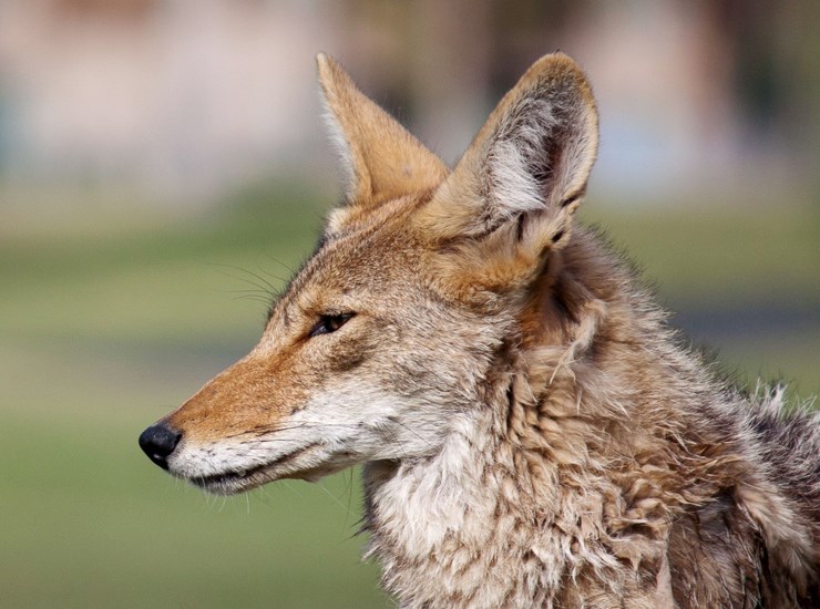 Adult Canis latrans (coyote); close-up of adult head. Resort Corridor, Scottsdale, Arizona, USA. June 2011.