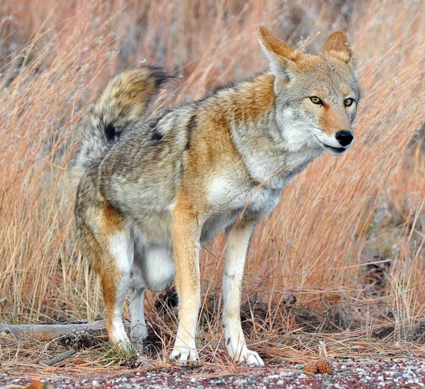 Scent marking Canis latrans (coyote); adult, scent marking. Bandelier, Los Alamos, New Mexico, USA. November 2010.