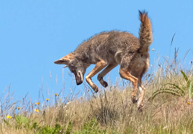 Hunting Canis latrans (coyote); adult showing typical 'pouncing' behaviour, used when hunting for small mammals, etc. Golden Gate National Recreation Area, Sausalito, California, USA. May 2012.