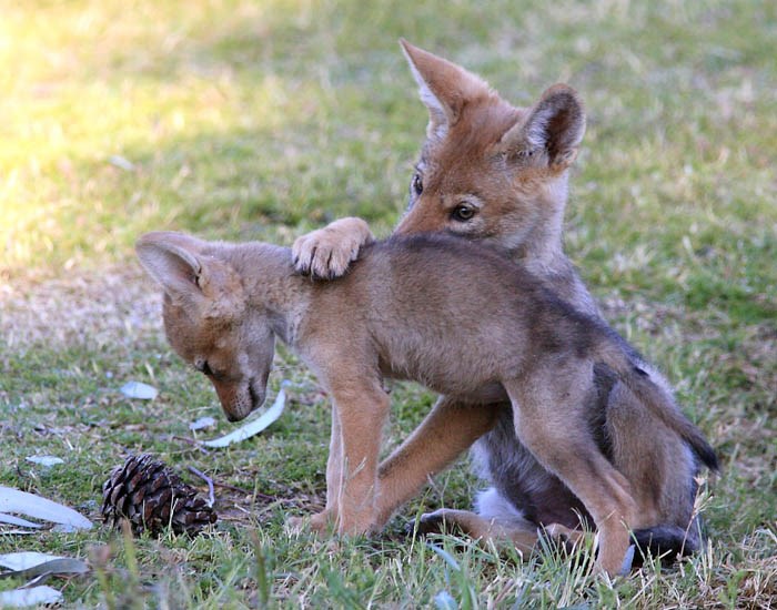 Pups Canis latrans (coyote); pups. Mesa, Arizona, USA. May 2010