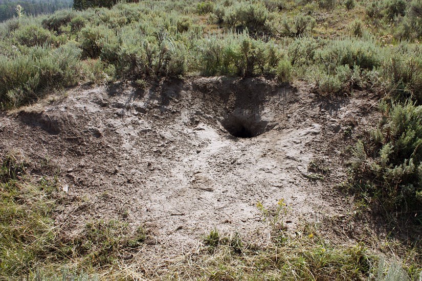 Den site Canis latrans (coyote); den site. Jackson Hole, Wyoming, USA. August 2009.