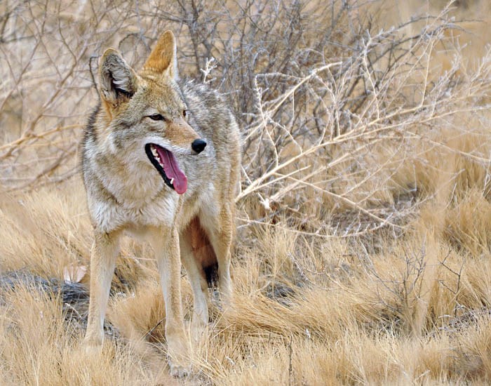 Adult Canis latrans (coyote); adult, panting. Bosque del Apache National Wildlife Refuge, New Mexico, USA. December 2012.