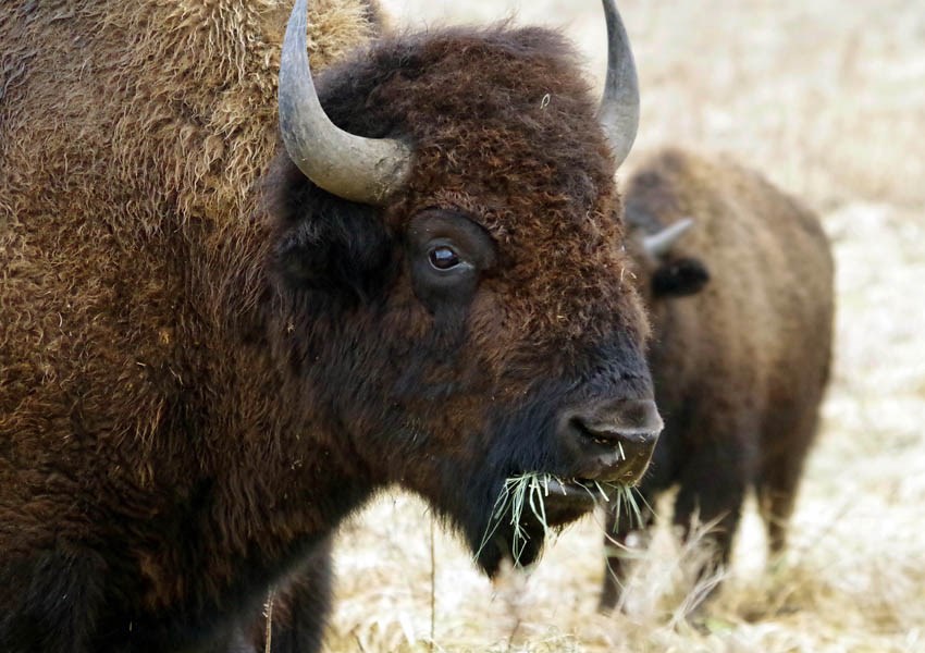 Head Bos bison (American bison); close view of head (cow).