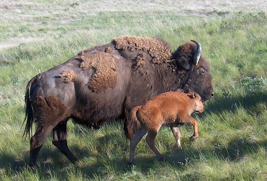 Cow and calf Bos bison (American bison); cow and calf. National Bison Range, Montana, USA.