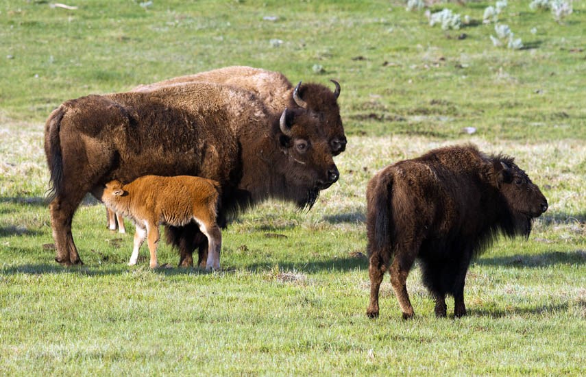Cows and a suckling calf Bos bison (American bison); cows and a suckling calf. Yellowstone NP, Wyoming, USA. May 2016.