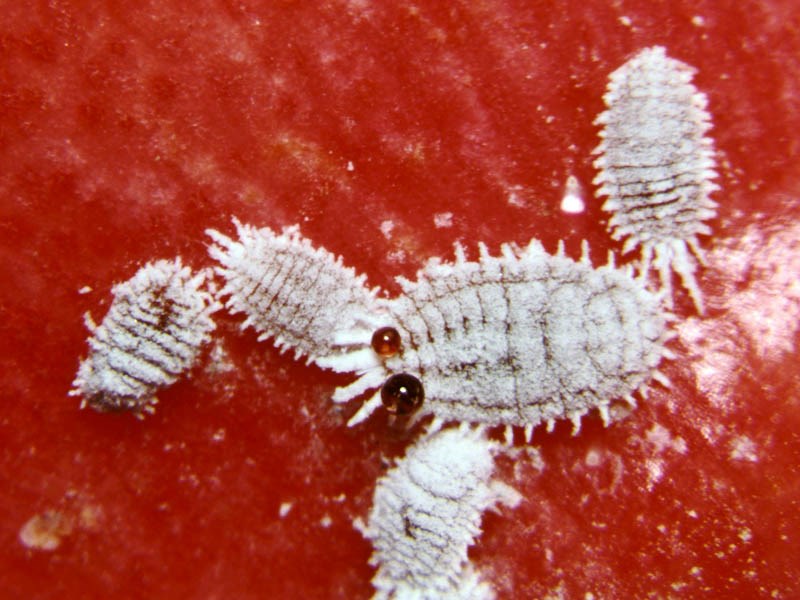 Adults Pseudococcus calceolariae (scarlet mealybug); adults, on pomegranate (Punica granatum). When disturbed, these insects eject a defensive red liquid - note the two droplets on the large mealybug in the centre of the picture.