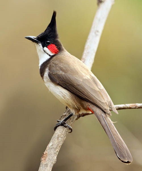 Adult Pycnonotus jocosus (red whiskered bulbul); adult male, perched.