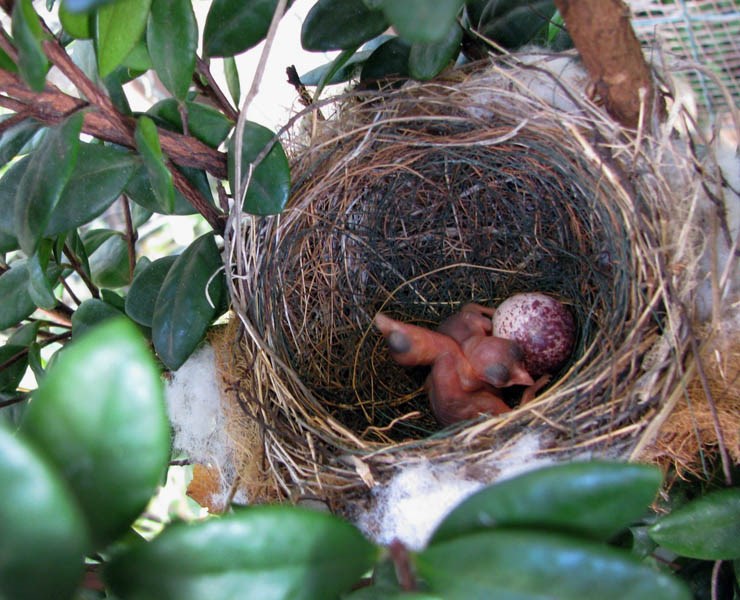 Nest Pycnonotus jocosus (red-whiskered bulbul); nest (in Eugenia koolauensis) with young and an egg. Introduced to the Hawaiian Islands of Oʻahu. August 2009