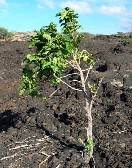 Habit Morinda citrifolia (Indian mulberry); habit. LaPerouse, Maui, Hawaii, USA. December 2004.