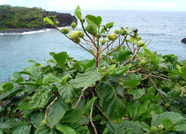 Habit Morinda citrifolia (Indian mulberry); habit. Waianapanapa, Maui, Hawaii, USA. April 2006.