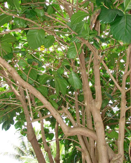 Branches and foliage Morinda citrifolia (Indian mulberry); branches and foliage. Waianapanapa State Park Hana, Maui, Hawaii, USA. March 2007.