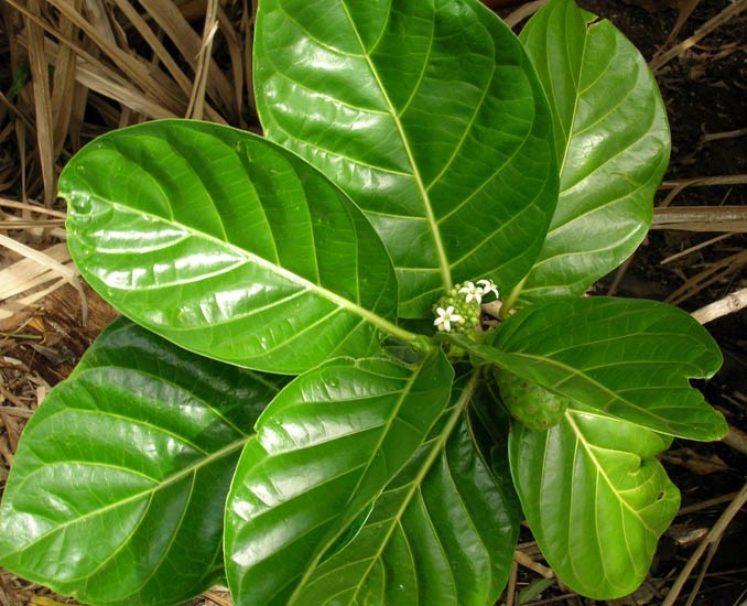 Leaves Morinda citrifolia (Indian mulberry); leaves and flowers. Hoolawa Farms, Maui, Hawaii, USA. November 2006.