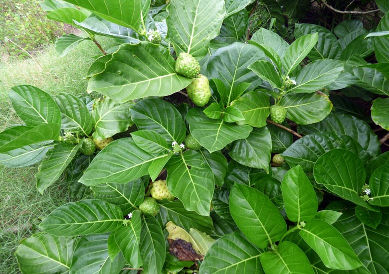 Fruiting habit. Morinda citrifolia (Indian mulberry); fruiting habit. Waihee Coastal Preserve, Maui, Hawaii, USA. June 2016.