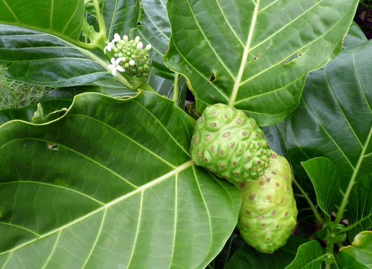 Flowers, fruits and foliage Morinda citrifolia (Indian mulberry); flowers, fruits and foliage. Waihee Coastal Preserve, Maui, Hawaii, USA. June 2016.