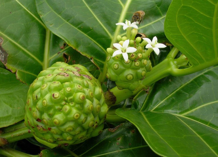 Flowers and fruit Morinda citrifolia (Indian mulberry); flowers and unripe fruit. Waianapanapa, Maui, Hawaii, USA. April 2006.