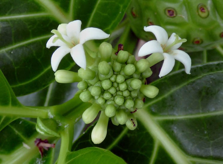 Flowers Morinda citrifolia (Indian mulberry); flowers. Waihee Coastal Preserve, Maui, Hawaii, USA. June 2016.