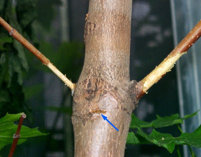 Oviposition site Anoplophora glabripennis (Asian longhorned beetle); oviposition site (arrowed) and adult feeding damage, on sugar maple (Acer saccharum).