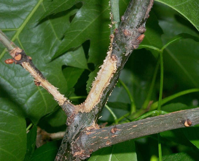 Feeding damage Anoplophora glabripennis (Asian longhorned beetle); adult feeding damage (stripped bark).