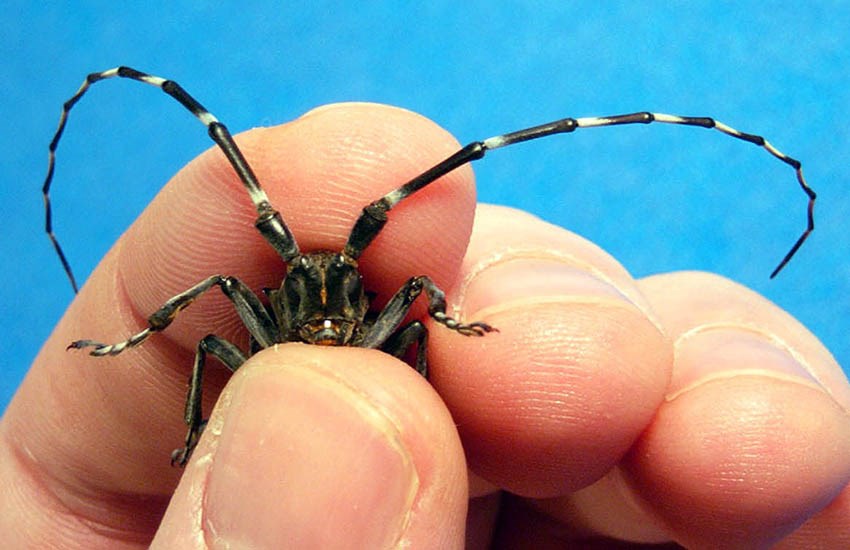 Adult Anoplophora glabripennis (Asian longhorned beetle); adult beetle in hand, showing the considerable size of this insect!