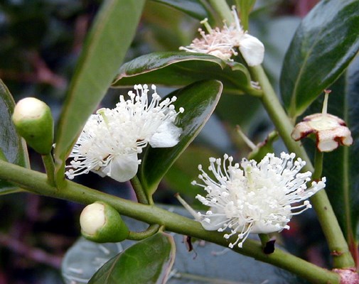 Flowers Flowers and flower buds of P. cattleianum.