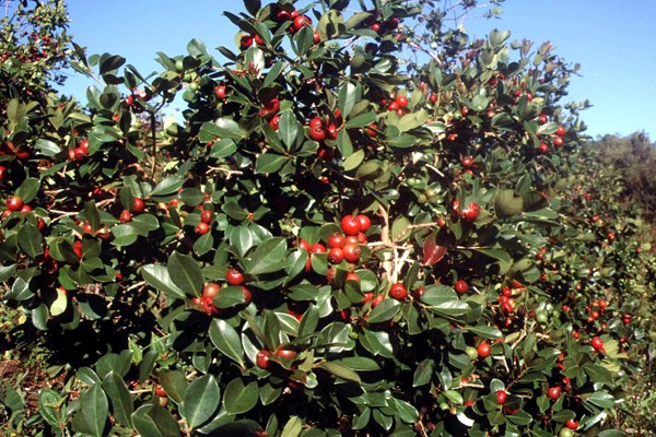 Fruits High fruit production of P. cattleianum exposed to the sun.