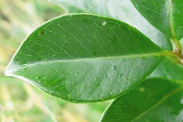 Leaf P. cattleianum leaf.