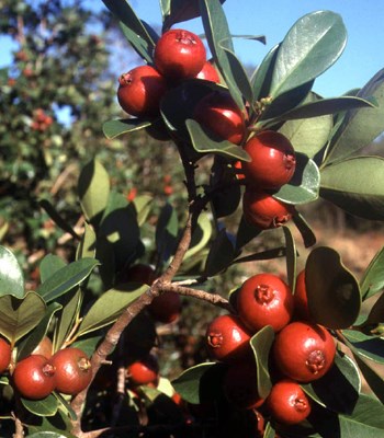 Red fruits Red fruited P. cattleianum.
