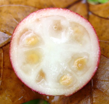Pulp and seeds Pulp and seeds in P. cattleianum fruit.