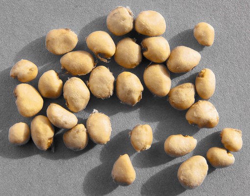 Seeds P. cattleianum seeds.