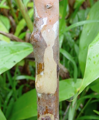 Bark P. cattleianum stem bark.