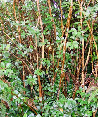Habit P. cattleianum thicket showing erect stems with few branches, and seedlings or suckers on the ground.