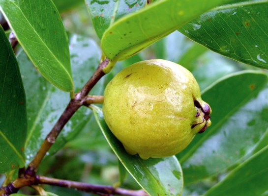Yellow fruits Yellow fruited Psidium cattleianum var. lucidum.