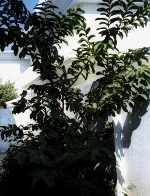 Tree habit