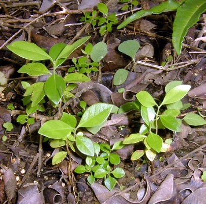 Seedlings P. cattleianum seedlings. Note the numerous seeds on the soil.
